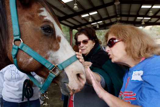 People with dementia are being offered therapeutic horse experiences