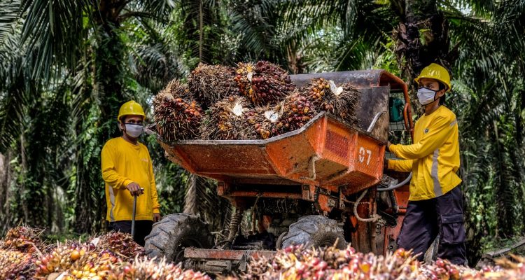 Kenaikan Tajam Harga Minyak, CPO, dan Batu Bara: Apa yang Mendasarinya?