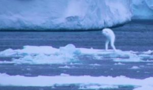 Fenomena Makhluk Mirip Manusia Terlihat di Antartika, Mau Melihat? Fenomena Makhluk Mirip Manusia Terlihat di Antartika, Mau Melihat?