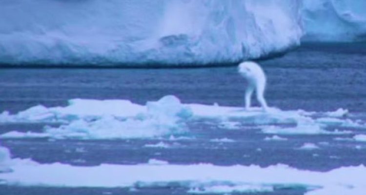 Fenomena Makhluk Mirip Manusia Terlihat di Antartika, Mau Melihat?
