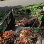 Ekspor Batu Bara dan Minyak Kelapa Sawit Anjlok, Pengaruh Besar terhadap Ekspor Indonesia