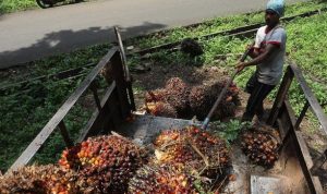 Ekspor Batu Bara dan Minyak Kelapa Sawit Anjlok, Pengaruh Besar terhadap Ekspor Indonesia