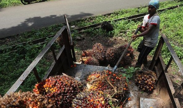 Ekspor Batu Bara dan Minyak Kelapa Sawit Anjlok, Pengaruh Besar terhadap Ekspor Indonesia
