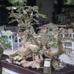 Bonsai Rodex Vruli: Mahakarya Seni Alam yang Melambung hingga 450 Juta Rupiah