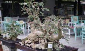 Bonsai Rodex Vruli: Mahakarya Seni Alam yang Melambung hingga 450 Juta Rupiah