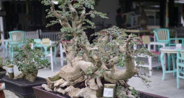 Bonsai Rodex Vruli: Mahakarya Seni Alam yang Melambung hingga 450 Juta Rupiah