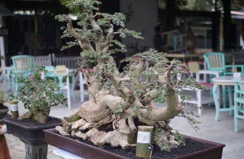 Bonsai Rodex Vruli: Mahakarya Seni Alam yang Melambung hingga 450 Juta Rupiah
