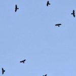Ribuan Burung Pemangsa Siberia Berkunjung ke Pegunungan Sanggabuana Karawang
