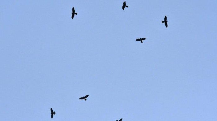 Ribuan Burung Pemangsa Siberia Berkunjung ke Pegunungan Sanggabuana Karawang