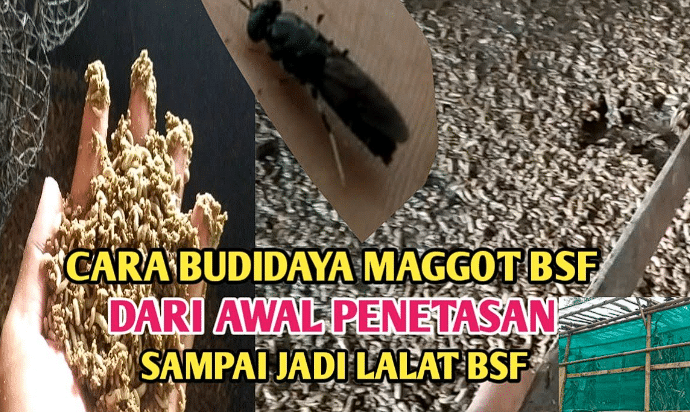 Cara Budidaya Maggot BSF